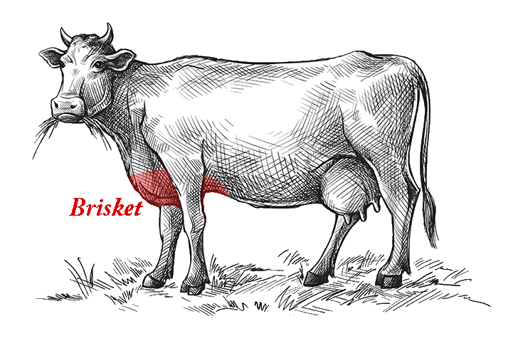 An illustration that shows where the brisket comes from on a cow.